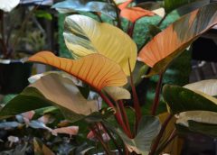 Export Opportunities in Tissue Culture Plants Wholesale Market