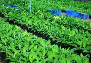 Tissue Culture Plants